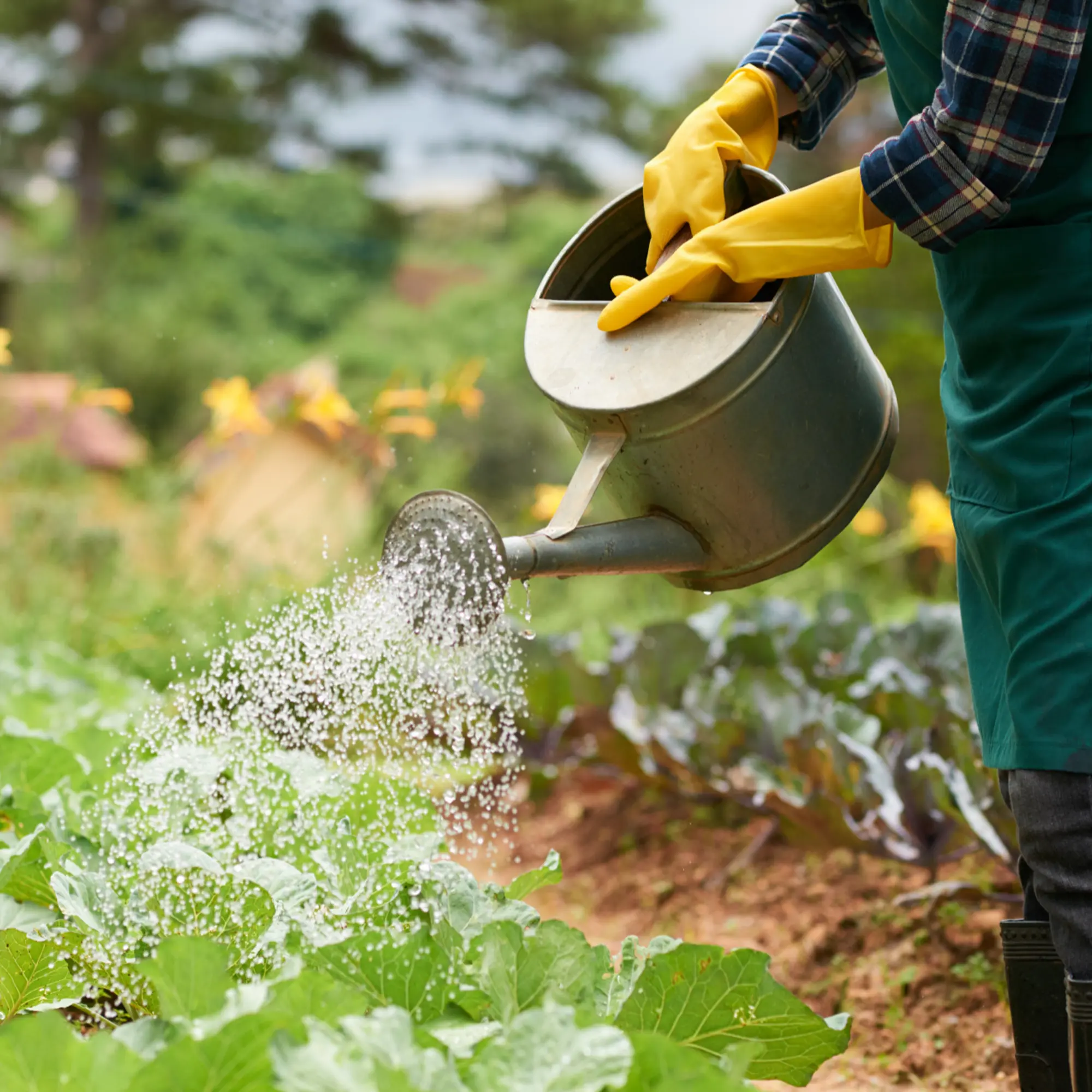 website design company in sri lanka Greeny global agriculture pvt ltd i nsrilanka